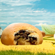 Image for article titled Make Runzas, Nebraska’s hearty answer to a Hot Pocket